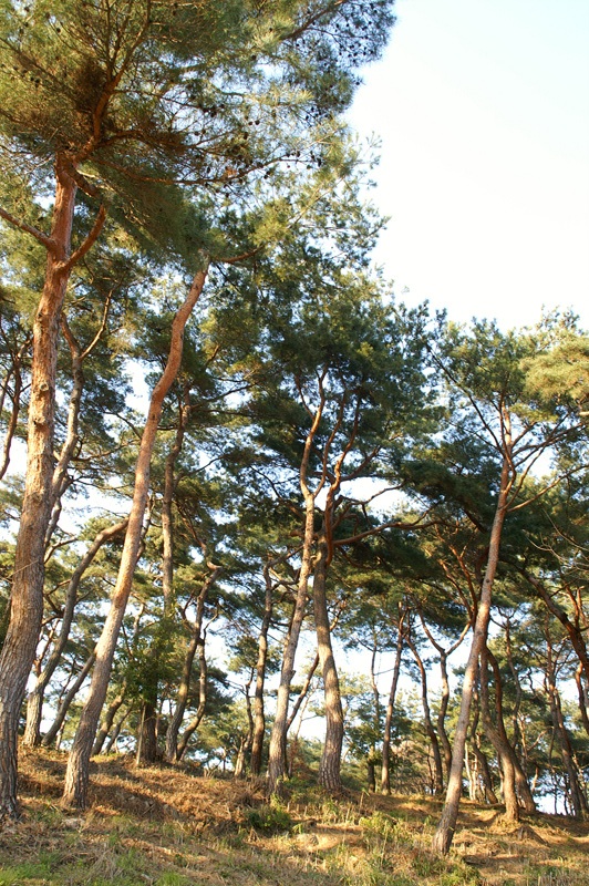 사용자 삽입 이미지